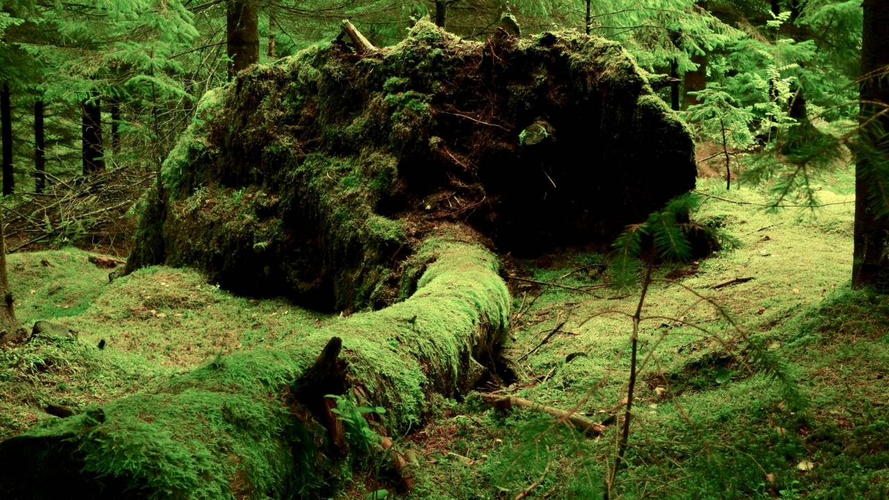 fallen-tree-forest-green-40513