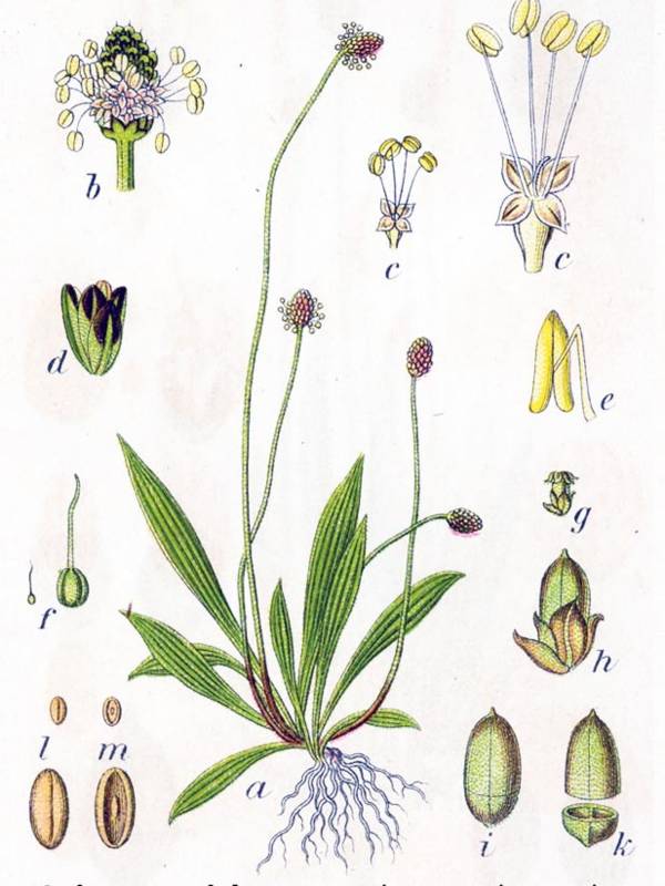 spitzwegerich-plantago-lanceolata-zeichnung