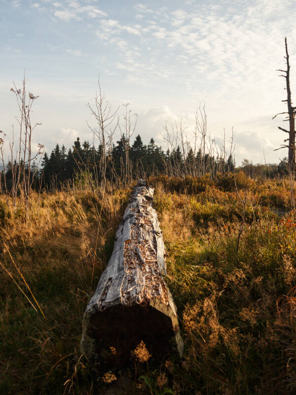 Wilde Natur Nationalpark Schwarzwald © David Lohmueller