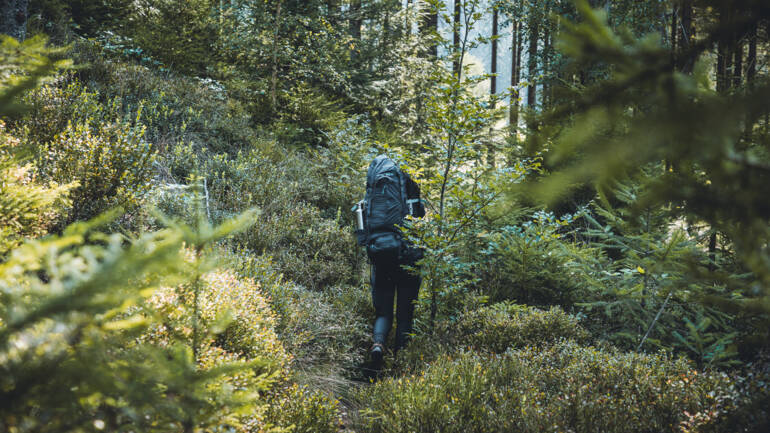 Baiersbronn_Trekking Camps_Wald_Natur(c)Baiersbronn Touristik-Off the Path-7